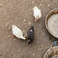 سه تا اردک|حیوانات مزرعه|جوانرود, |دیوار