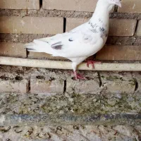 چند عدد کبوتر