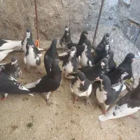 کفتر کبوتر شهری  و طوقی نرو ماده