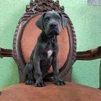 کین کورسو cancorso محافظ قدرتمند گارد باهاش