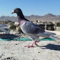 کبوتر یا کفتر|پرنده|تربت‌حیدریه, حسنی بالا|دیوار