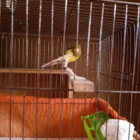 فروش سه عدد قناری نر