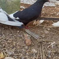 سینه|پرنده|داراب, |دیوار