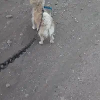 واگذاری پاکوتا ماده