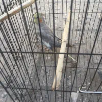 عروس هلندی معاوضه