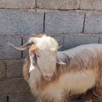 کهره نر