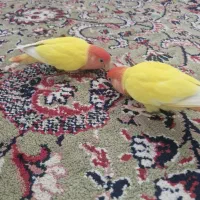 کوتوله برزیلی دستی
