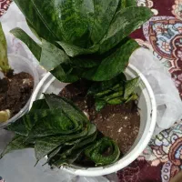 گل|گل و گیاه طبیعی|اردبیل, |دیوار