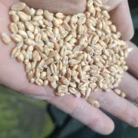 گندم تمیز بوجاری