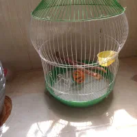 قفس پرنده