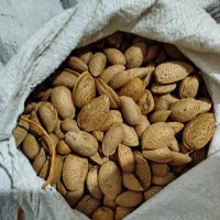 بادام شیرین