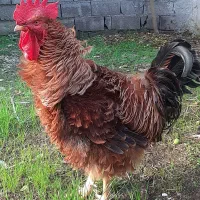 فروش خروس فریزل