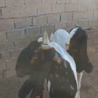 ۲عددبزپاکستانی ماده|حیوانات مزرعه|اهواز, فرهنگ شهر|دیوار