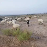 90 عدد گوسفند (میش،قوچ، بره)|حیوانات مزرعه|کرمان, |دیوار