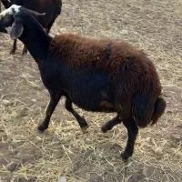 شیشک کله سفید یه دندون|حیوانات مزرعه|زاغه, |دیوار