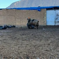 قوچ ترکی|حیوانات مزرعه|درودزن, |دیوار