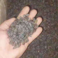 خرید و فروش انواع کشمش