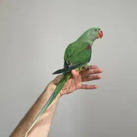 جوجه شاه طوطی دونخور و سرلاکی (کینگ سایز) کاسکو|پرنده|تهران, خرمشهر|دیوار