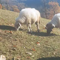 فروش‌گوسفند