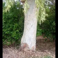 خریدار چوب|خدمات باغبانی و درختکاری|شوشتر, |دیوار