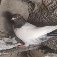 ماده پرشی|پرنده|کنگاور, |دیوار