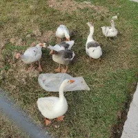 ۳غاز نر محلی