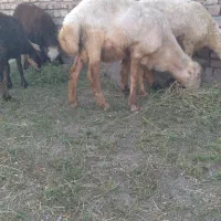 بره نر