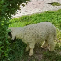 بره نر شوش