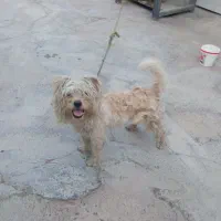 سگ پاکوتاه