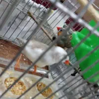فنچ