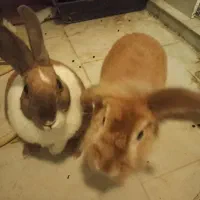 واگذاری خرگوش|موش و خرگوش|پردیس, فاز ۱۱|دیوار