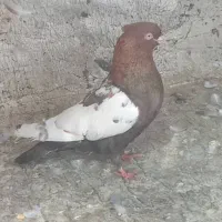 کبوتر سینه ای