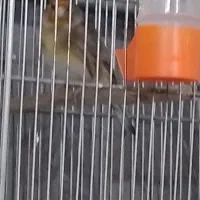 سره قناری اوستا