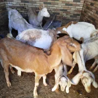 بز شیر ده|حیوانات مزرعه|میبد, |دیوار