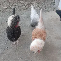 فروش تخم مرغ لهستانی گلین سلطان اصیل