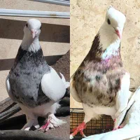 کبوتر کفتر طوقی نر و ماده