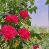 امتیاز بانک سپه فروشی 37ملیون امتیاز|کارت هدیه و تخفیف|رفسنجان, |دیوار