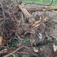 فروش ریشه درخت|خدمات باغبانی و درختکاری|رشت, پسیخان|دیوار