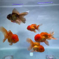 بارماهی جدیدگلدفیش وارداتی مولد رسید