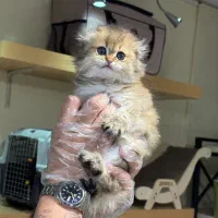 اسکاتیش بلک گلد(بازدید حضوری)