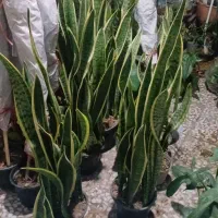 پتوس نشایی ریشه پر|گل و گیاه طبیعی|قم, چهل درخت‎|دیوار