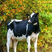 گاو و گوساله قطع شیر و شیر خواره