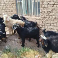 گوسفند