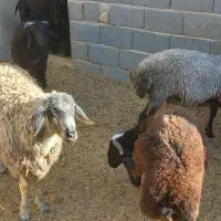 با  سلام پنج راس بره چاق سرک دار|حیوانات مزرعه|جوادآباد, |دیوار