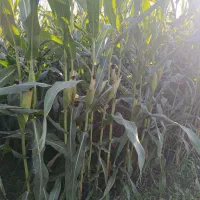 سیلو ذرت|عمده‌فروشی|گرگان, |دیوار