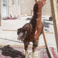 خروس لاری|حیوانات مزرعه|مهریز, |دیوار