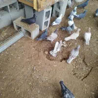 کبوتر بالاگیر