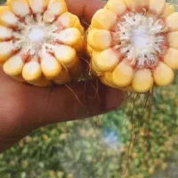 ذرت سیلو ذرت علوفه ای خوراک دام کاه گندم|لوازم جانبی حیوانات|رشت, لاکانی|دیوار