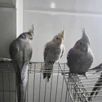 عروس هلندی 10ماهه سالم|پرنده|قم, علی آباد سعدگان|دیوار