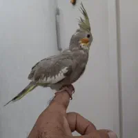 جفت عروس هلندی|پرنده|رشت, کوی غلام نیا|دیوار